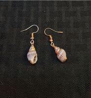 Small Shell Earrings